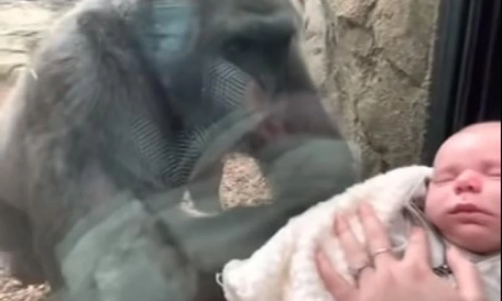 ΗΠΑ: Γορίλας ξετρελαίνεται έπειτα από επίσκεψη μωρού στον ζωολογικό κήπο!